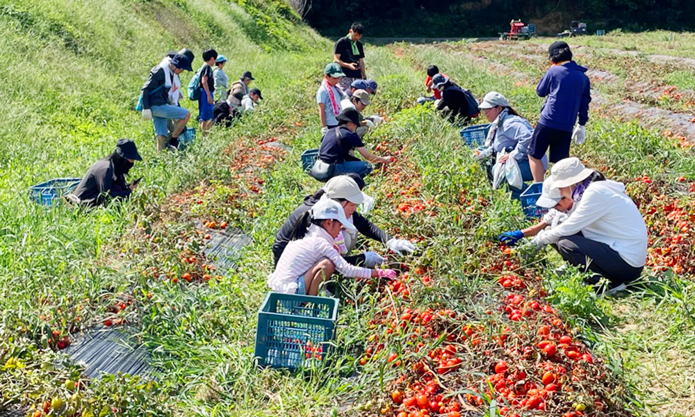 加工用トマトの収穫体験